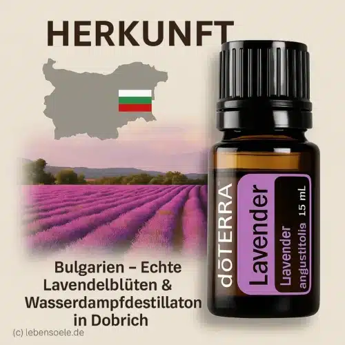 Lavender - Lavandula angustifolia - Lavender - Image 3