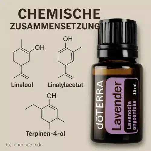 Lavender - Lavandula angustifolia - Lavender - Image 4