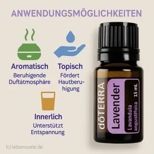 Lavender - Lavandula angustifolia - Lavender - Image 2
