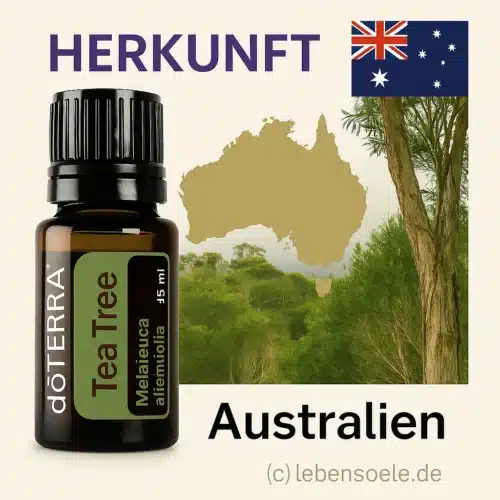 Melaleuca - Tea Tree Oil - Tea Tree - Image 2