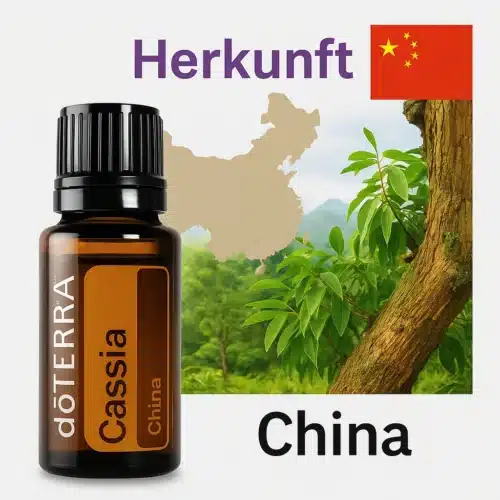 Cassia - Cinnamomum cassia - Image 4