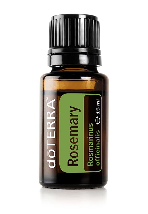 Rosemary Rosmarinus officinalis - Rosemary