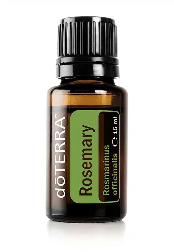 Rosemary – Rosmarinus officinalis – Rosemary