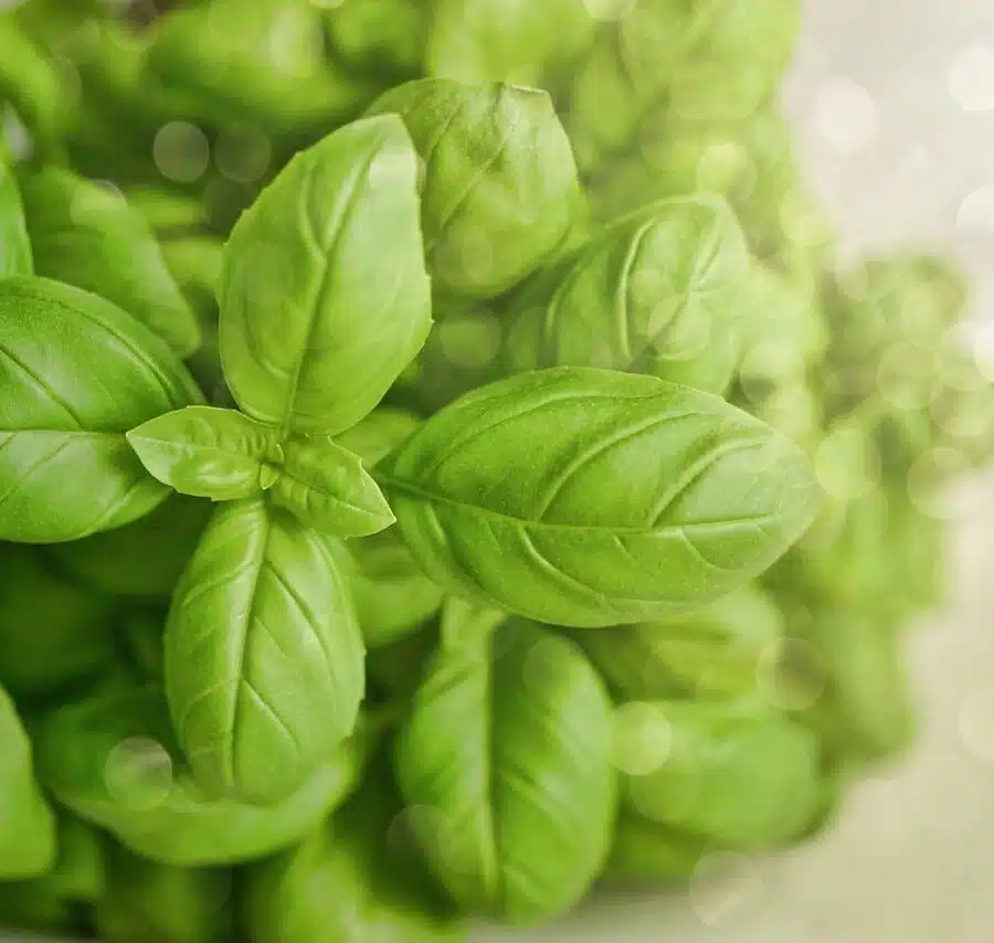 Basil – Ocimum basilicum – Basil