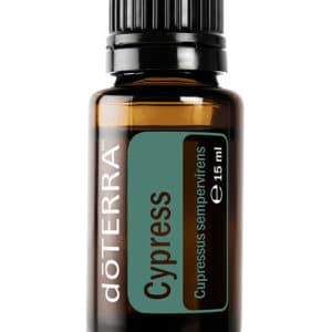 Cypress – Cupressus sempervirens – Cypress
