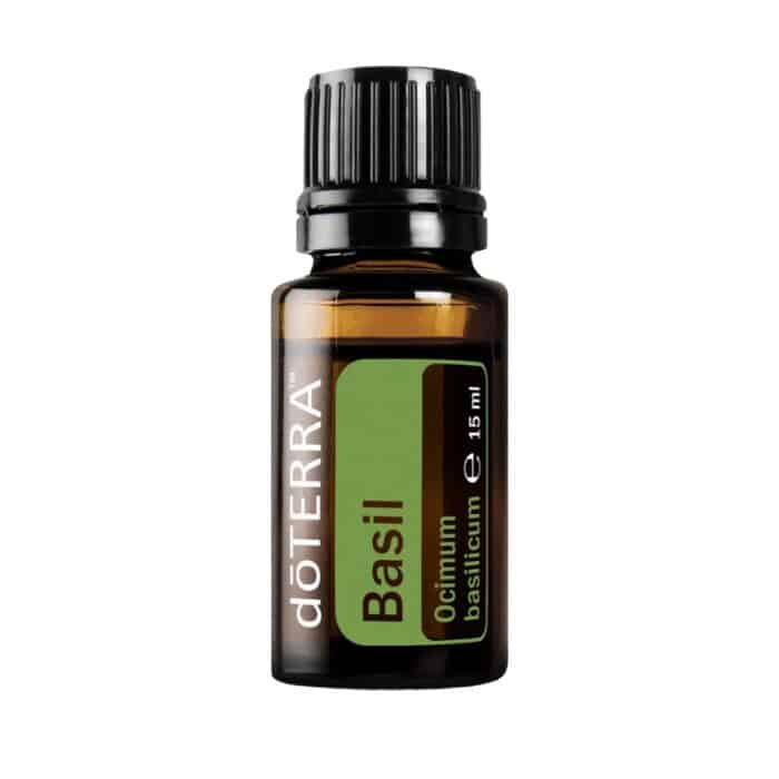 Basil – Ocimum basilicum – Basil