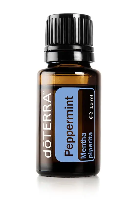 Pfefferminze Mentha piperita - Peppermint